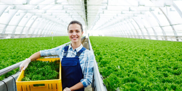 Successful young agro-engineer woth box of fresh lettuce preparing it for market sale